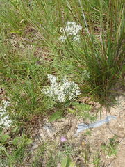 Eupatorium hyssopifolium
