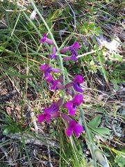 Oxytropis lambertii