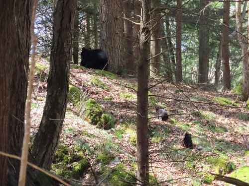American Black Bear photographed in Vermont
