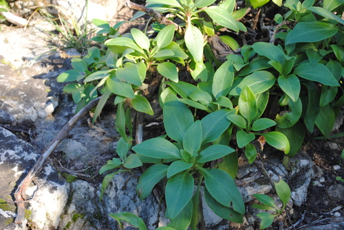 Red Valerian