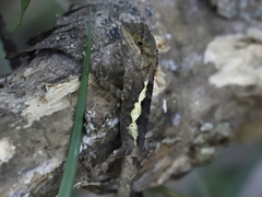 Diploderma swinhonis