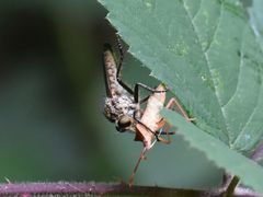 Eutolmus rufibarbis