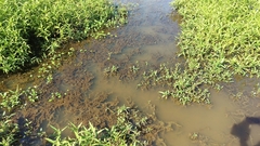 Channa argus