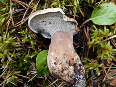Phellodon fuligineoalbus