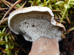 Phellodon fuligineoalbus