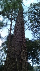 Pinus durangensis