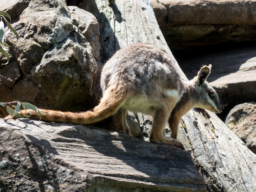 Close up of Yellow-footed rock-wallaby standing on the rock, Stock Footage