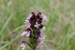 Neotinea ustulata ustulata