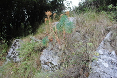 Euphorbia characias