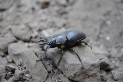 Lucanus tetraodon