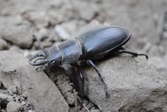 Lucanus tetraodon