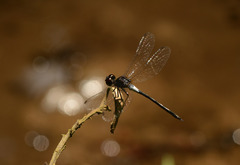 Amphithemis vacillans