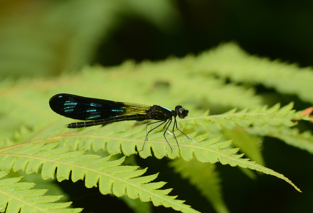 Aristocypha