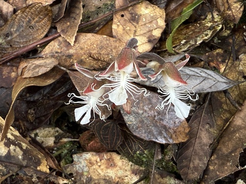 Anoectochilus reinwardtii