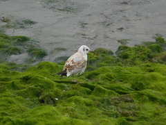 Chroicocephalus ridibundus
