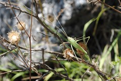 Acrometopa italica