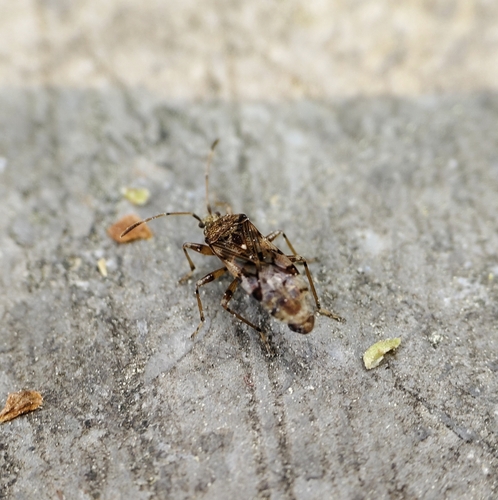 Bryanellocoris observed 2025-04-04