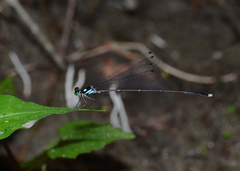 Coeliccia bimaculata