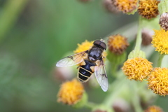 Eristalis horticola