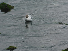 Chroicocephalus ridibundus