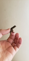 Sceloporus occidentalis