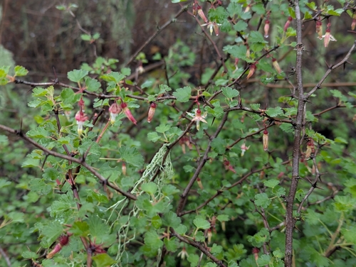iNaturalist observation photo of hillside gooseberry