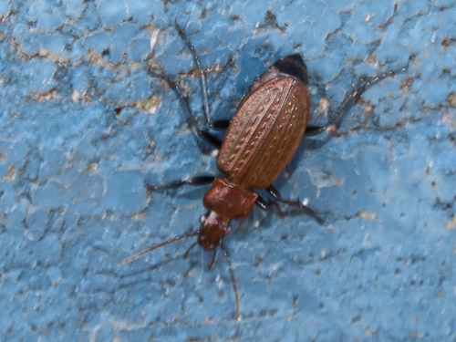 Granulated Ground Beetle, Voorschoten, Nederland, photo 10 of 10