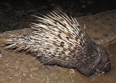 Hystrix brachyura