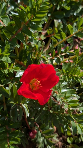 Hypseocharis pimpinellifolia, photograph 6