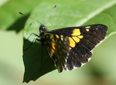 Catasticta teutila