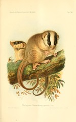 Feather-Tailed Possum photo 4
