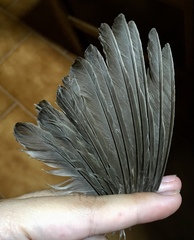 Turdus merula aterrimus