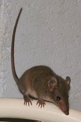Brown Antechinus photo 4