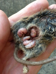 Brown Antechinus photo 3
