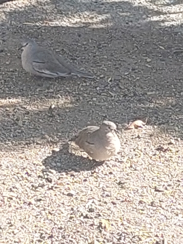 Picuí Ground Dove