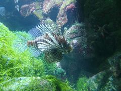 Pterois