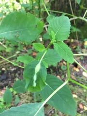 Neolasioptera impatientifolia