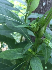 Neolasioptera incisa