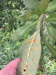 Neolasioptera vernoniae