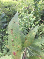 Neolasioptera vernoniae