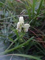 Aconitum anthora