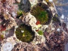 Purple Sea Urchin