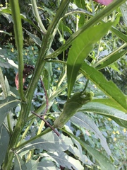 Neolasioptera incisa