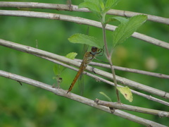Pantala flavescens