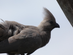 Corythaixoides concolor concolor