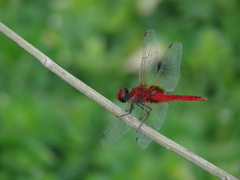 Urothemis signata