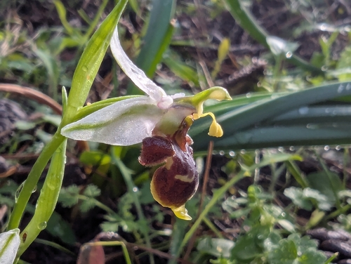 Image of Ophrys dodekanensis by (c) Elias, some rights reserved (CC BY)