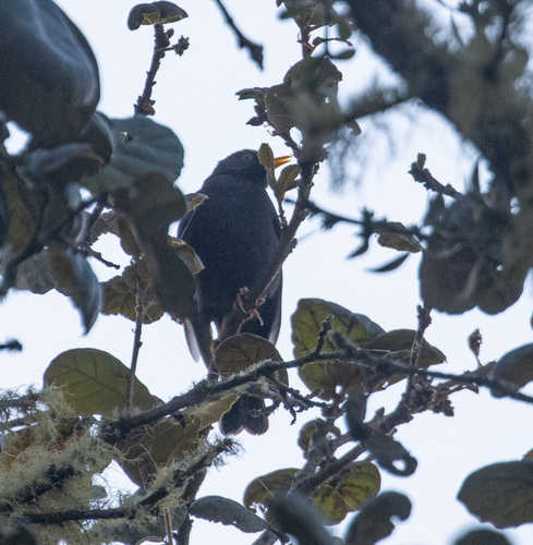 Black Thrush (Turdus infuscatus), photo 7