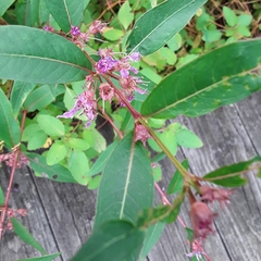 Decodon verticillatus