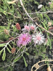 Mimosa monancistra